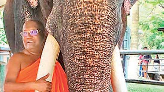 Tusker Muthuraja to be flown to Thailand on July 2