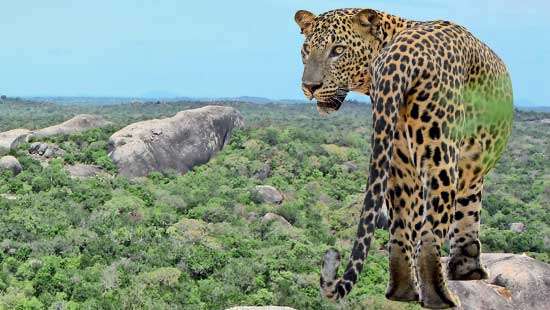 Leopard attack on farmers in Kutumbigala