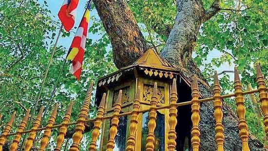 ‘Sri Maha Bodhiya’ lay trustee families offer merit to ancestors