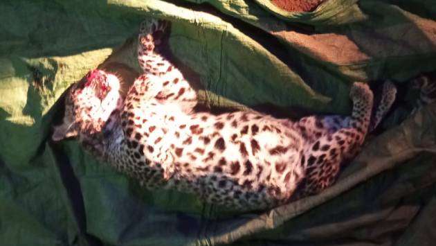 Injured leopardess found dead in Hatton