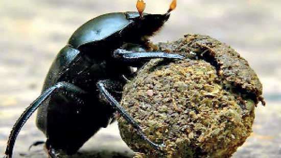 The Dung Beetle Research Project