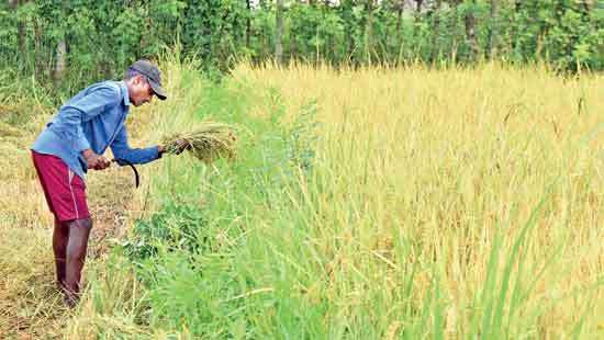 Iranamadu farmers uncertain about their future amidst adverse climate change impacts