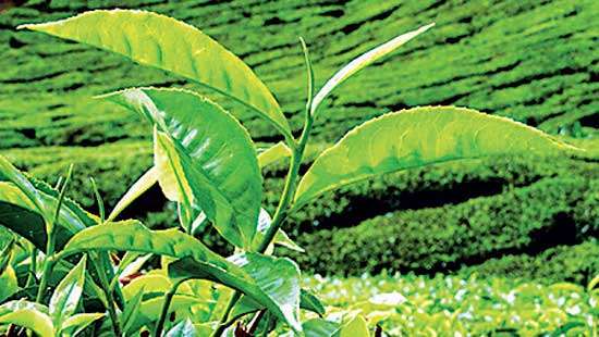 Colombo Tea Auction offering declines to 5.8 MnKgs this week