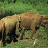 Three elephant corridors cleared to reduce human-elephant conflict