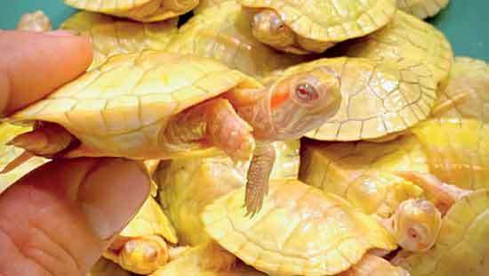 Smuggled aquatic creatures seized at BIA; Three arrested