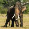 Tusker ‘Sumedha’ who lost one tusk in accident found in the wild
