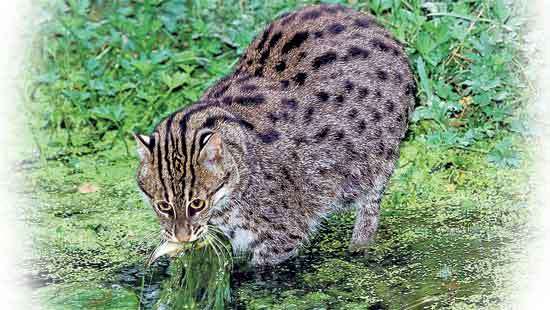 What Colombo’s Fishing Cat Quietly Reveals