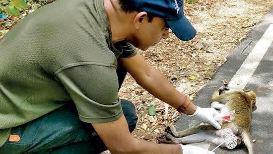 Syphilis-like infection spreading among monkeys  in Polonnaruwa - officials