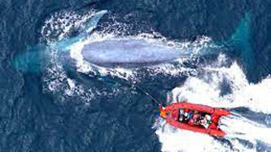 Killing of Blue Whales in Puttalam DM report prompts probe