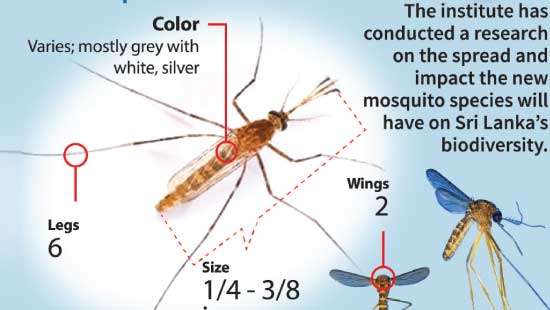 Two new mosquito species increase in the bio-diversity