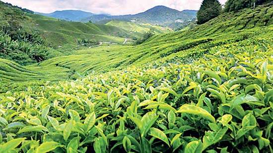 50th sale restricts offerings to 4.2 M/Kgs