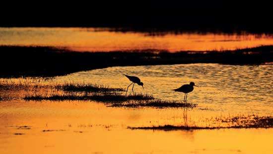 WNPS Monthly Lecture Action To Protect Wetlands For People And Nature