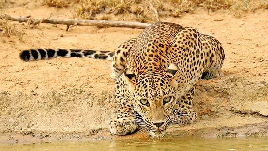 THE KILLING AND DISMEMBERING OF A LEOPARD In The Uda Walawe National Park