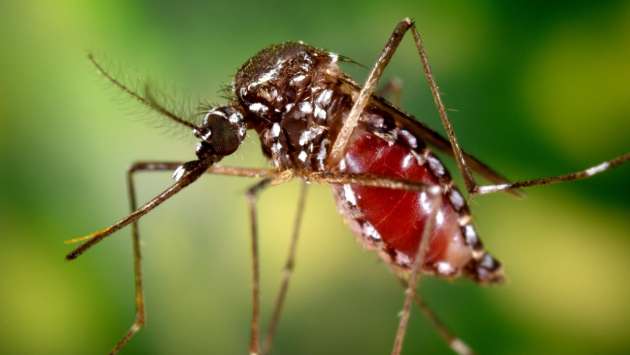 Chikungunya, Dengue surge; local authorities fail in clean–up