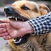 Veterinarians clarify dog bite cases at Badulla Hospital – 95% from pets, not strays