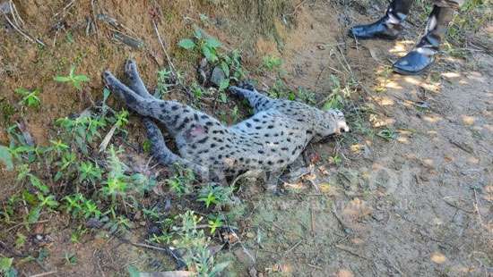 Fishing cat found dead...