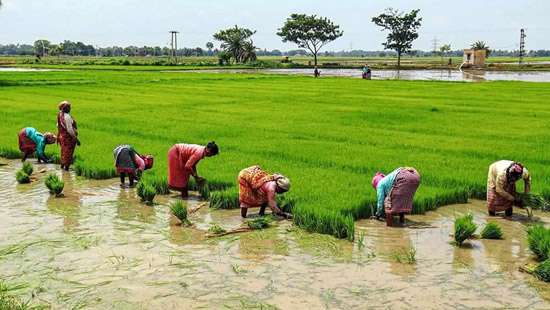 Paddy cultivation only on paddy lands, other crops on other lands: Amaraweera