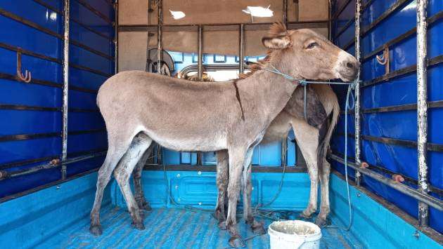 Two lorries seized for illegally transporting donkeys, residents concerned animals being skinned