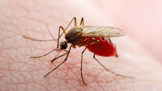 Rainfall fuels rise in dengue and leptospirosis cases: Expert