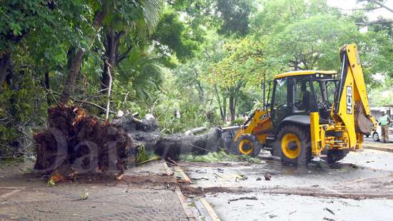 Tree falls at Green Path