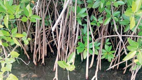 Today is World Water Day : Water, Green Entrepreneurship and Youth Development in Sri Lanka