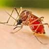 Dengue deaths near 50 as cases top 71,000