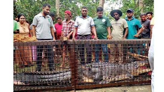 Massive crocodile captured in Induruwa