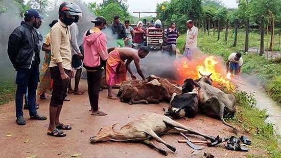 1,660 cows, buffaloes, goats in northern, eastern provinces died of cold weather: Ministry