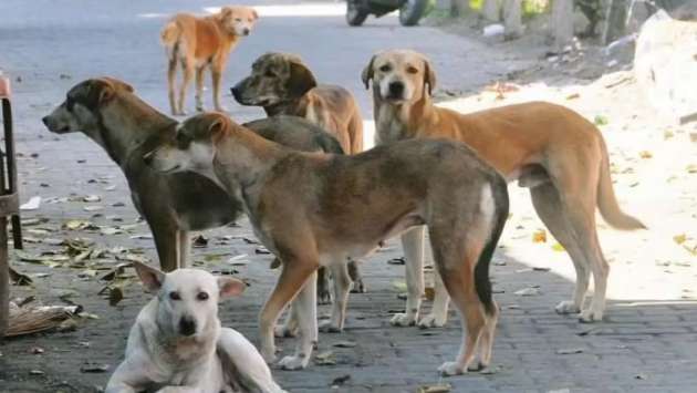 Street dog population in Sri Lanka rises to over 2 million: Animal Welfare Association