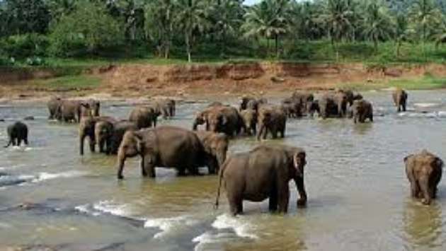 New facility for elephants in musth at Pinnawala