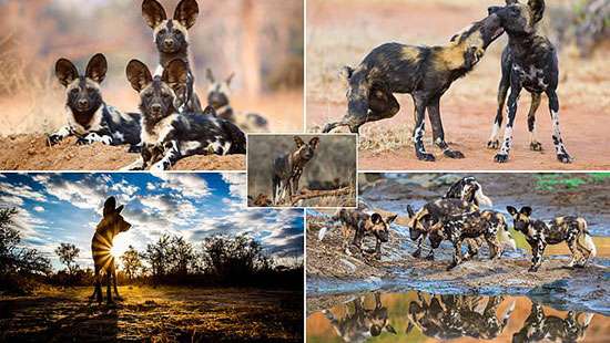 Softer side of Africa’s wild dog