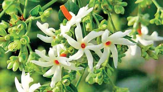 Advice to young writers: “Don’t lose your heads when flowers bloom”