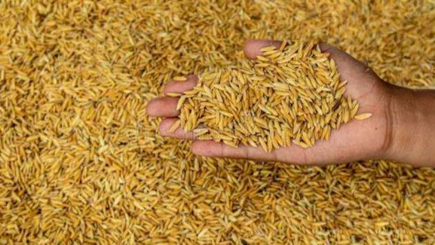 Govt. receives over 40 tonnes of paddy as farmers shift gears