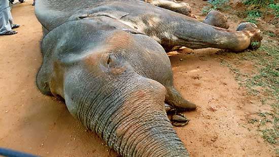 Killing of an elephant in Yala National Park Civil security constable taken into custody