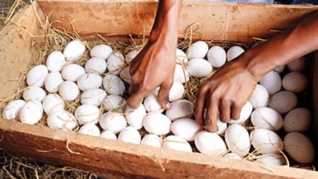Ministry to import eggs if prices not lowered soon: Minister