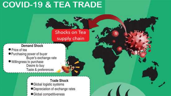 COVID-19: Wake-up call for Sri Lanka’s tea industry