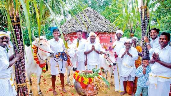 Thai Pongal, a tribute to Sun God