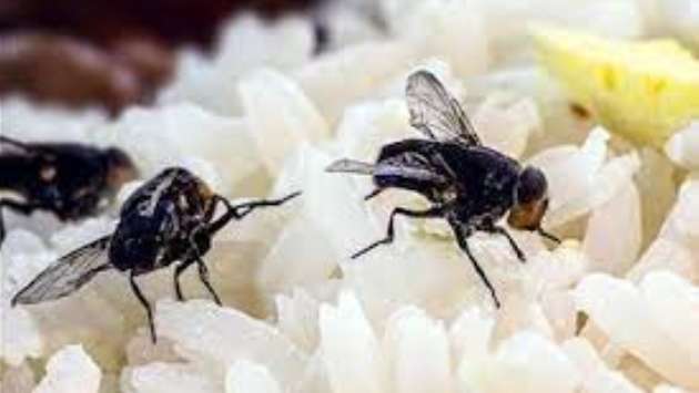 Restaurant owner fined Rs. 75,000 for selling insect-infested food