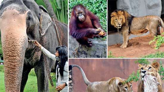 Dehiwela Zoological Gardens turns 84