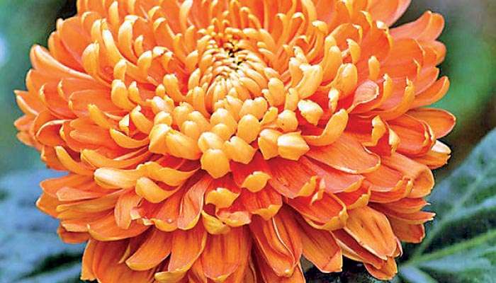 Insect in imported chrysanthemum flowers destroying Sri Lankan food crops: MP