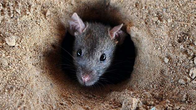 Over 1,000 rat fever cases reported in Ratnapura