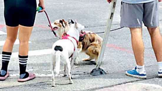 The dogs of New  York