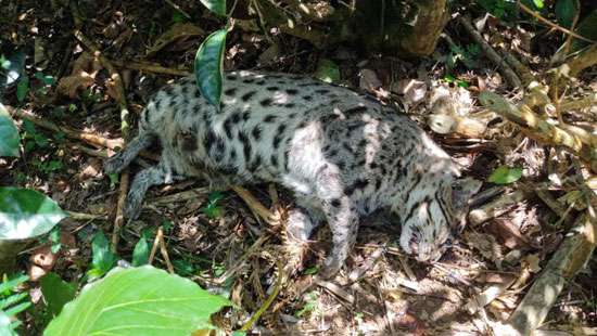 Fishing cat found dead...