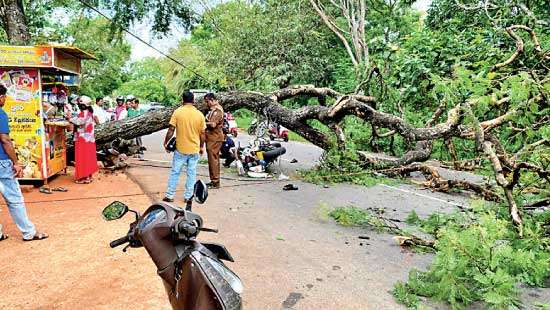 Tree falls on police officers’ motorbike