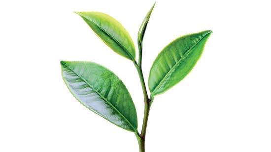 Fair demand at Colombo Tea Auction as offerings ease