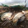 Hundreds of birds and fish dead in Anawilundawa sanctuary: Cause under investigation