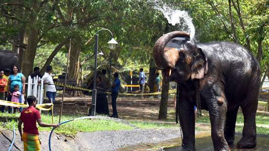 Bath for Perahera elephants