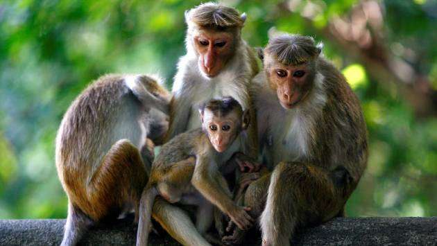 Govt. to go ahead with animal census despite pushback