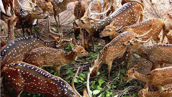 Establishing National Animal Conservation academy and Zoological Garden Management: Minister