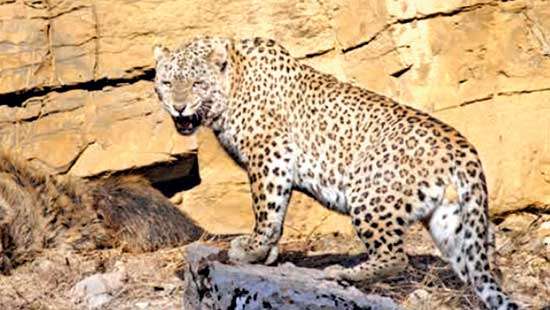 Article 2 of a series of articles on the leopard Update on the global status of leopards (Pantherapardus)  “Leopard Conservation Unveiled: From Mumbai’s Streets to Iran’s Wilderness”